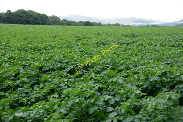 Photo 6"x4" Potatoes, Arthurstone, near Coupar Angus Ardler\/NO2641 c2010