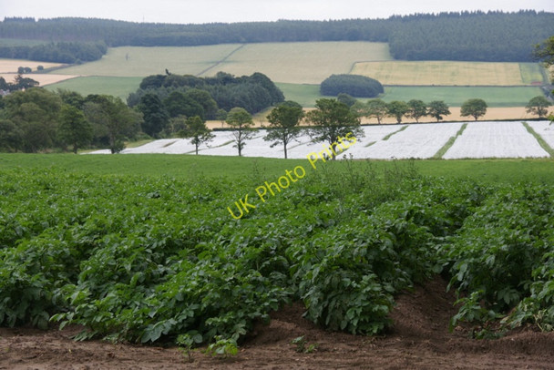 Photo 6"x4" Agriculture near Kettins Coupar Angus c2010