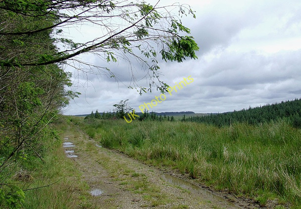Photo 6"x4" Forest track on Pen y Fedw near Llanddewi-Brefi, Ceredigion Llanddewi-Brefi c2010