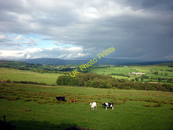 Photo 6"x4" Cattle grazing above the Keer Priest Hutton c2010