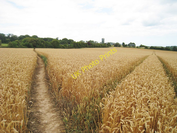Photo 6"x4" Tracks in Wheat Field Kingsdown\/TR3748 c2010