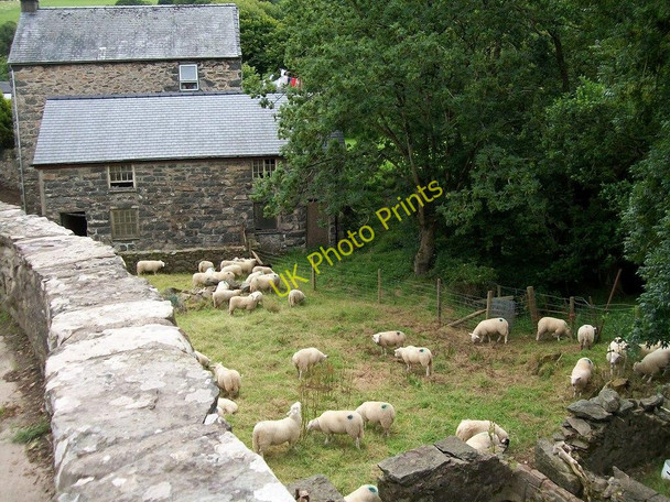 Photo 6"x4" Sheep awaiting shearing at Felin Fadryn Dinas\/SH2636 c2010