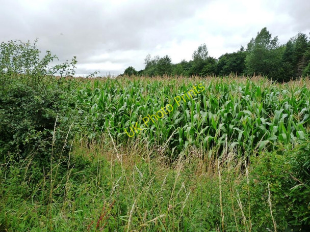 Photo 6"x4" Field of sweetcorn Bedale c2010