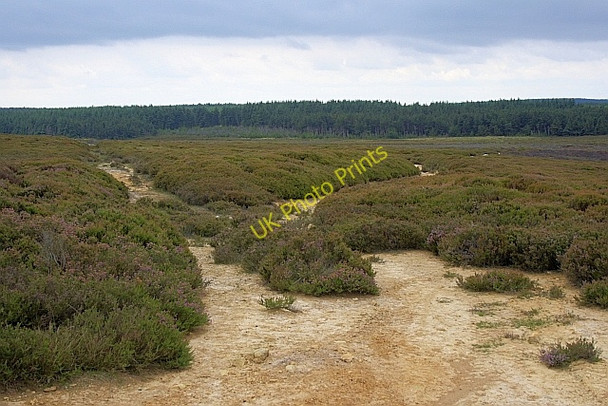 Photo 6"x4" Track Junction, Wheeldale Moor Wheedale Plantation c2010