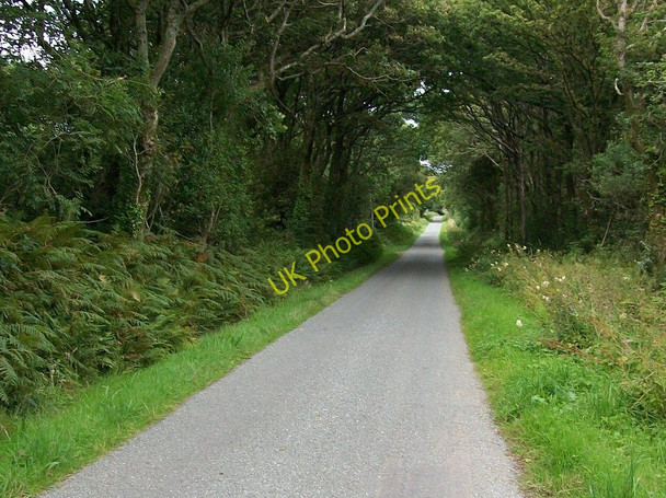Photo 6"x4" Woodland  road Penbodlas c2010