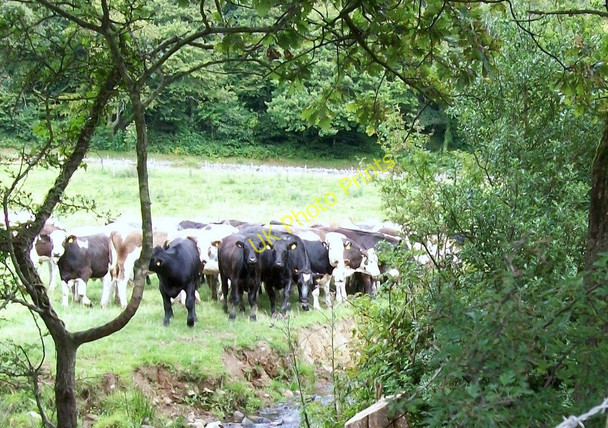 Photo 6"x4" Cattle on the bank of Afon Rhyd-galed Botwnnog c2010