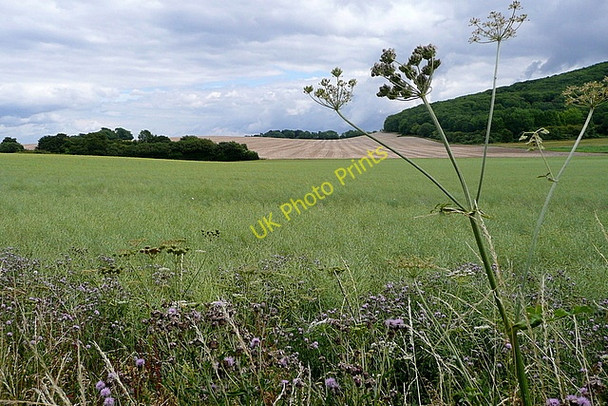 Photo 6"x4" At the base of the downs Cootham c2010