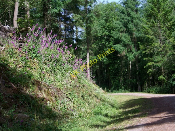 Photo 6"x4" Foxgloves, Tower Wood Underdown\/SX8885 c2010