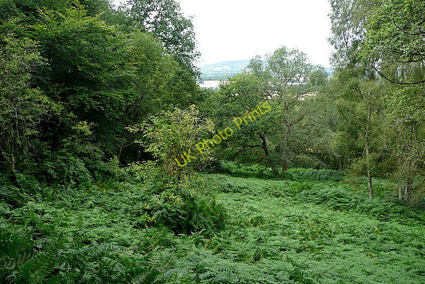 Photo 6"x4" Woodland at River Common River\/SU9322 c2010