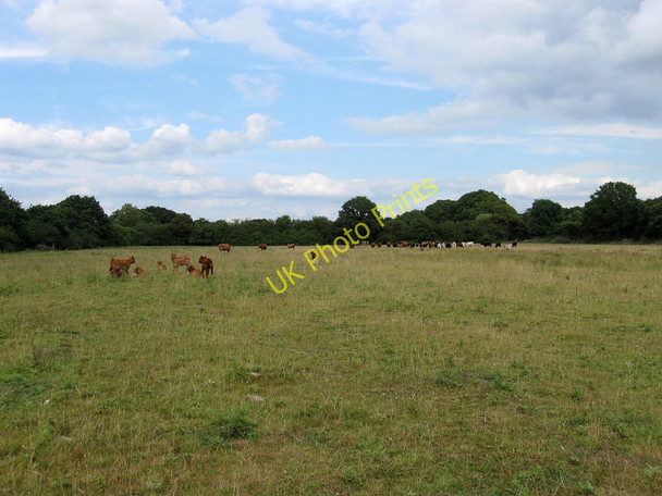 Photo 6"x4" Lower Midlands Chalvington c2010