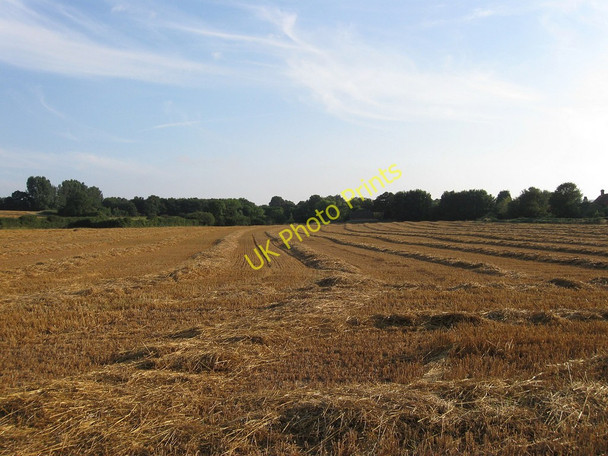 Photo 6"x4" Chibbles and Gilbert Selmeston c2010