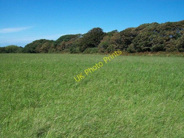 Photo 6"x4" Coed Pwllgwd plantation at Cefn-amwlch House Tudweiliog c2010