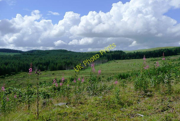 Photo 6"x4" Moorland and forest east of Llanddewi-Brefi, Ceredigion Bryn Carregog c2010