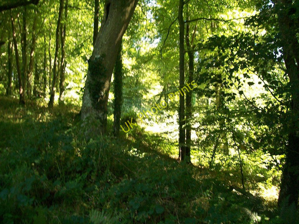 Photo 6"x4" Coed Caerdydd woodland Penllech\/SH2234 c2010
