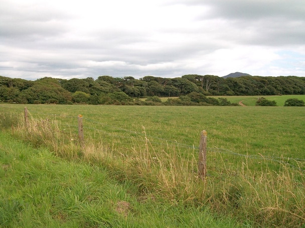 Photo 6"x4" Coed Penygraig woodland at Cefnamwlch Tudweiliog c2010