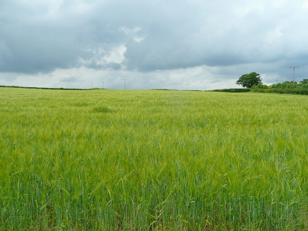 Photo 6"x4" Barley crop; early June Garway c2010