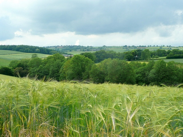 Photo 6"x4" Barley crop 1 St Weonards c2010