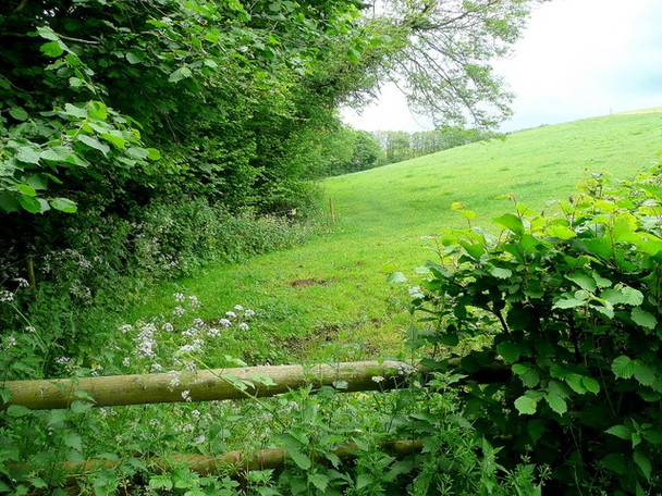 Photo 6"x4" Pasture land at Trolway Garway c2010