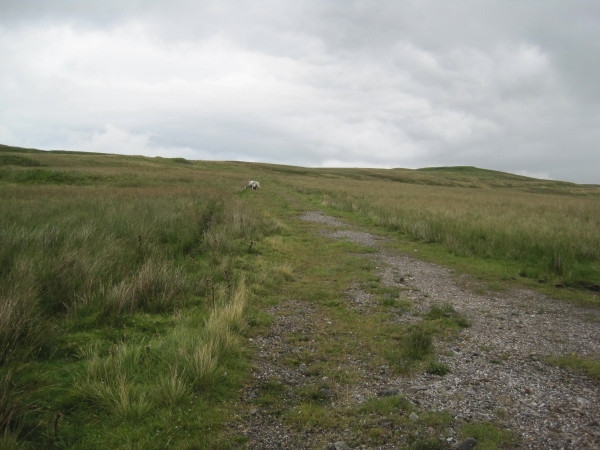 Photo 6"x4" Track leading to Old Mine Workings, Cow Green Harwood\/NY8233 c2010