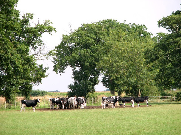 Photo 6"x4" Friesian cattle in pasture south of High Ash Farm Ketteringham c2010