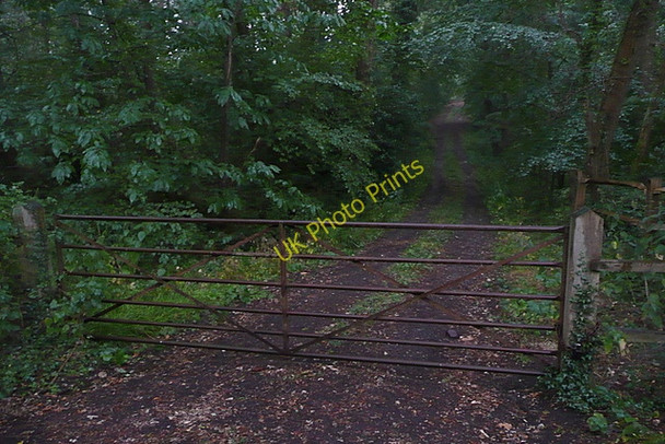 Photo 6"x4" Track into Round Copse Bedham c2010