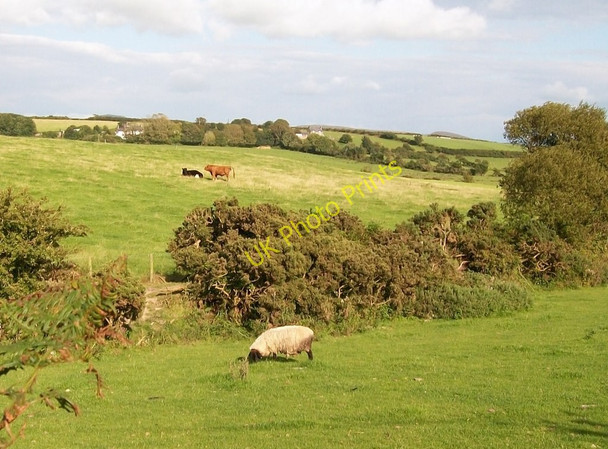 Photo 6"x4" Pasture land north of Ty Hen Bryn-mawr\/SH2433 c2010
