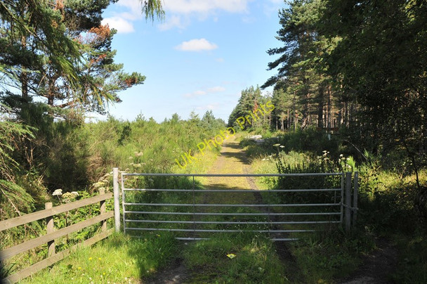 Photo 6"x4" Gated forest road in Daviot Wood Castleton Village c2010