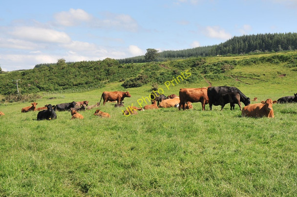 Photo 6"x4" Cows in a field near Cantraydoune Cantraywood c2010