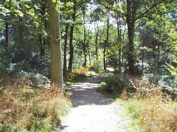 Photo 6"x4" Woodland walk, Northcliffe Woods Shipley\/SE1437 c2005