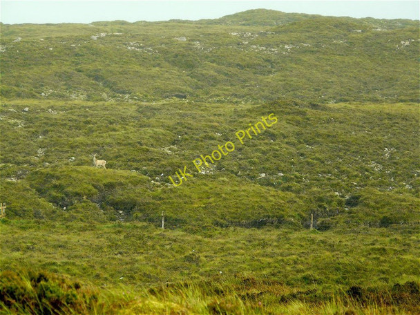 Photo 6"x4" Deer below Sithean M\u00c3\u00b2r , Durness Sithean M\u00f2r\/NC3562 c2010