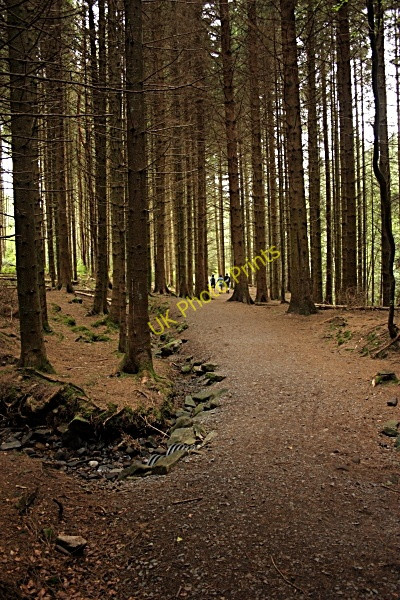 Photo 6"x4" Woodland Path Rosenallis c2010
