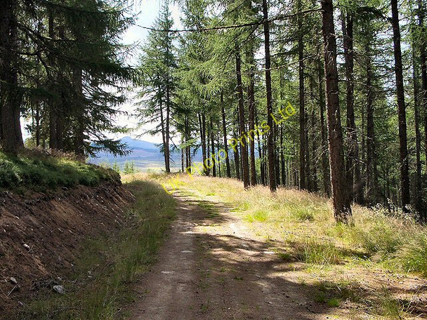 Photo 6"x4" Track in Baluain Wood Bruar c2005