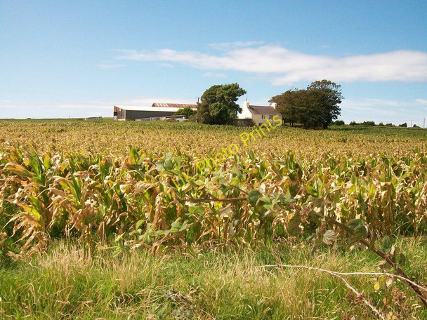 Photo 6"x4" Cae Newydd Mynachdy Farm seen across a field of Indian Corn Bryncroes c2010
