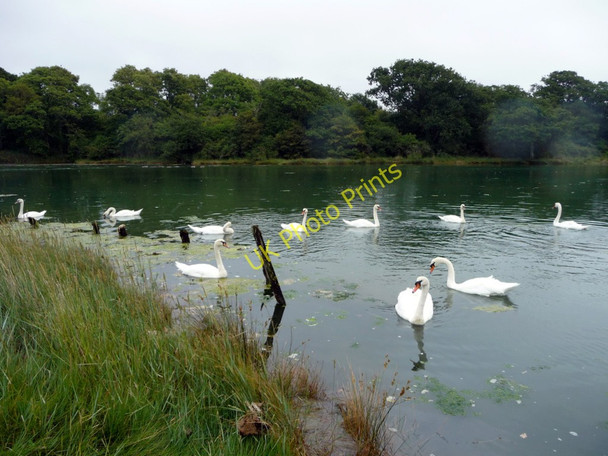 Photo 6"x4" Shalfleet Lake, Isle of Wight Newtown\/SZ4290 c2010