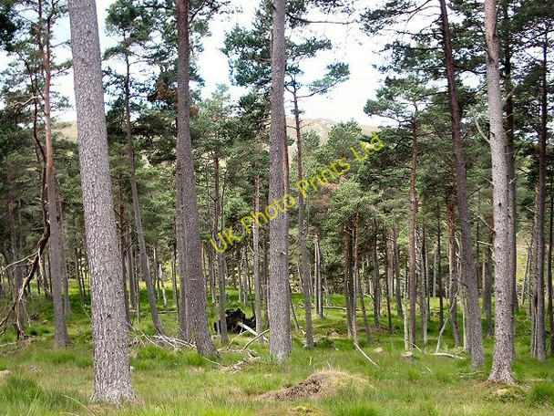Photo 6"x4" Northern tip of Glen Banvie Wood Bruar c2005