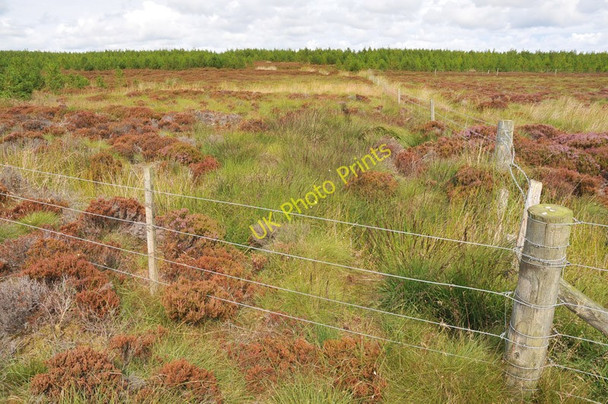 Photo 6"x4" Fencing separating forest areas Tannach c2010