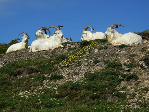 Photo 6"x4" Kashmiri Goats atop Great Orme Llandudno c2010