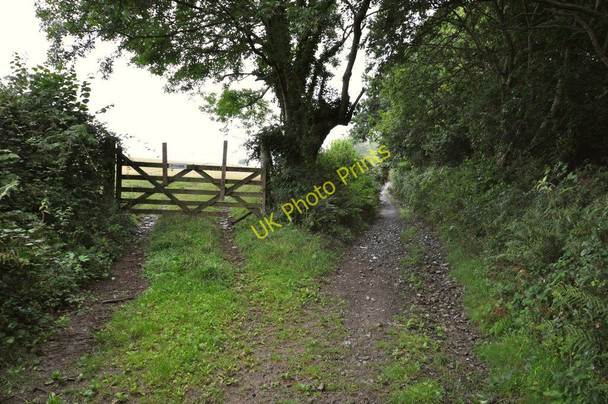 Photo 6"x4" Castle Lane heading towards Nethercott Knowle\/SS4938 c2010
