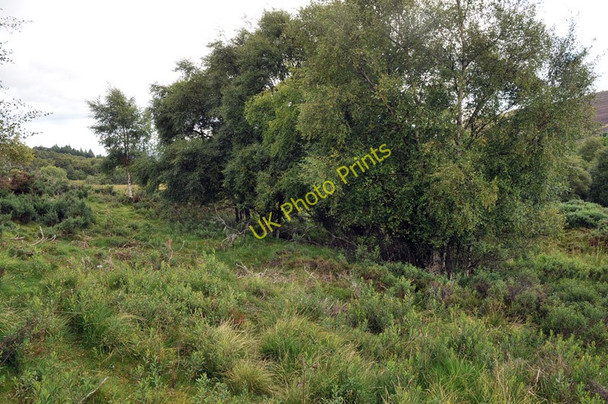 Photo 6"x4" A few trees growing on boggy ground in Strath Avon Milton\/NJ1424 c2010