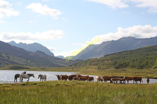 Photo 6"x4" Cooling off in Loch Coulin Coulin Lodge c2010