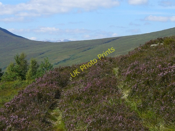 Photo 6"x4" Heather patch on the Scardroy path Achnasheen\/Achadh na Sine c2009