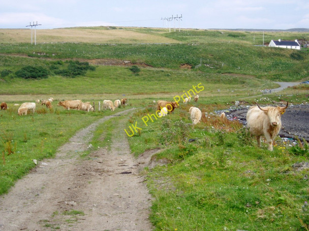 Photo 6"x4" Cattle on the path, Ardmore Point, Isle of Skye, Highland Sgoir Beag c2004