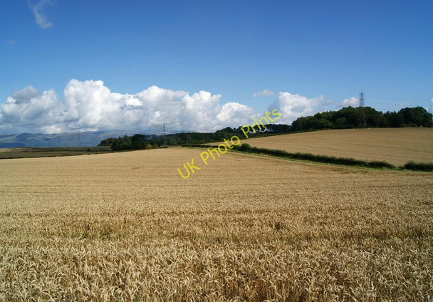 Photo 6"x4" Fields of Barley, West Plean Plean c2010