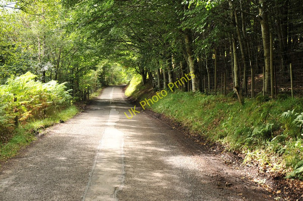 Photo 6"x4" Road through woodland in Glen Lyon Invervar c2010 P1