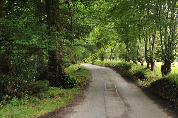 Photo 6"x4" Tree lined road through Glen Lyon Invervar c2010 P1