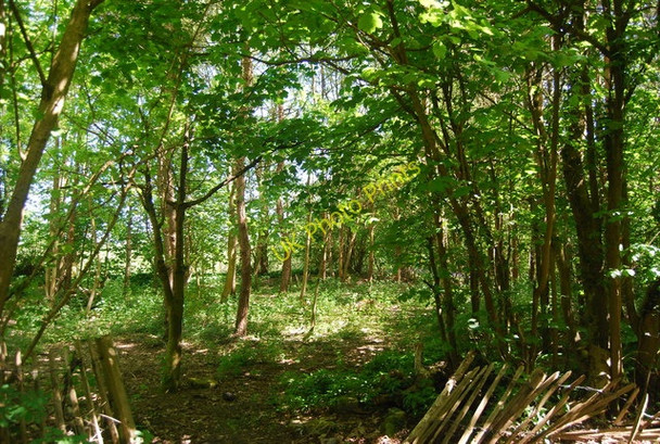 Photo 6"x4" Woodland off Dewhurst Lane Durgates c2010