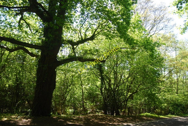 Photo 6"x4" Woodland by the B2099 Durgates c2010