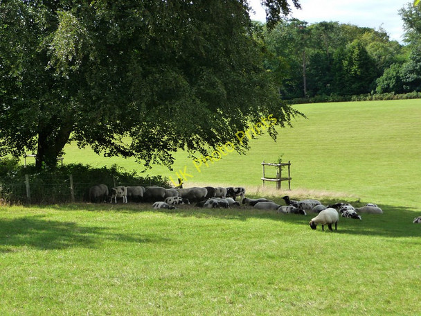 Photo 6"x4" Field near Stansted House Stubbermere c2010