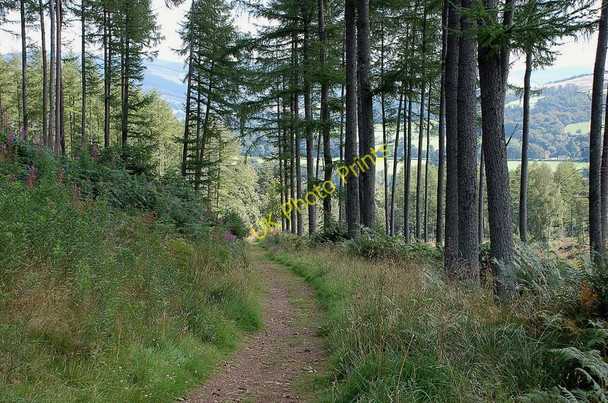 Photo 6"x4" Path to the car park, Cademuir Peebles\/NT2540 c2010