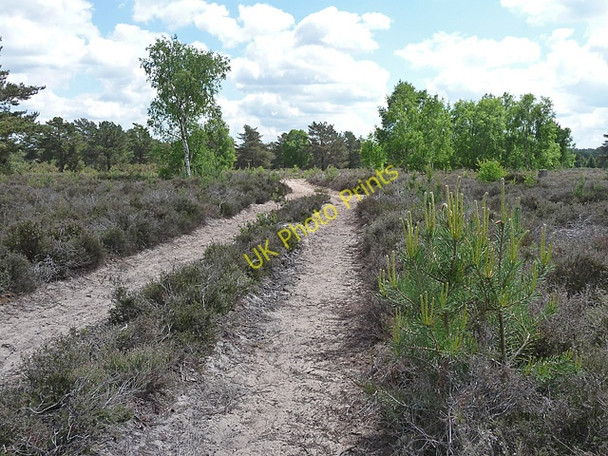 Photo 6"x4" Ambersham Common (1) South Ambersham c2010